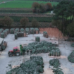 Noël : le sapin du Morbihan se taille une place sur le marché