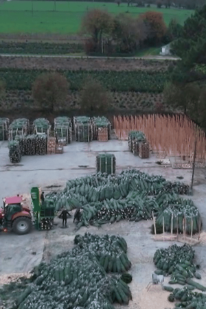 Noël : le sapin du Morbihan se taille une place sur le marché