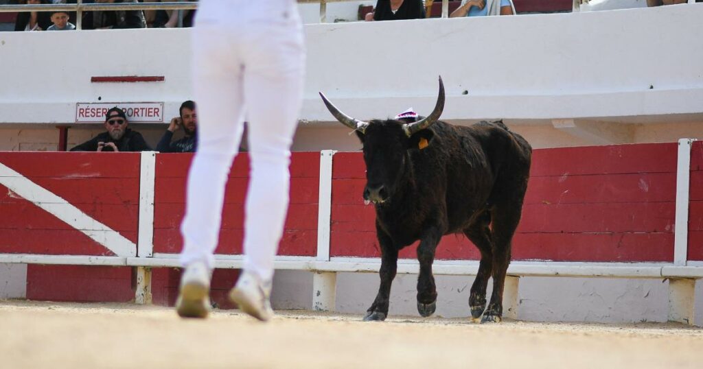 La course camarguaise lutte pour sa survie