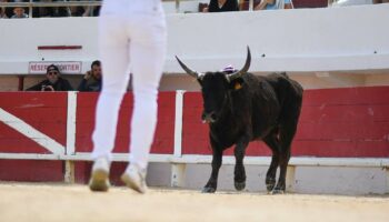 La course camarguaise lutte pour sa survie