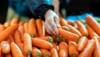 Aux États-Unis, des carottes infectées par E. coli font un mort et des dizaines de malades