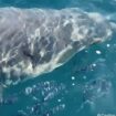 Dans le Var, un grand requin blanc aperçu au large des côtes vers Porquerolles