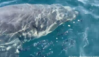 Dans le Var, un grand requin blanc aperçu au large des côtes vers Porquerolles