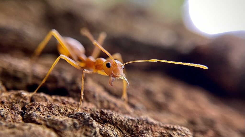 Un nouveau foyer de fourmis électriques découvert dans le Var