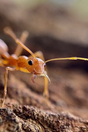 Un nouveau foyer de fourmis électriques découvert dans le Var