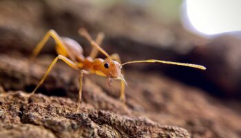 Un nouveau foyer de fourmis électriques découvert dans le Var