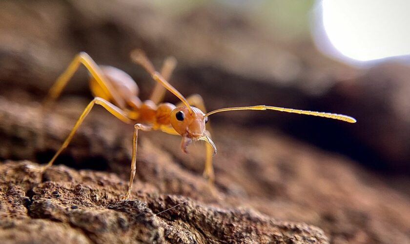 Un nouveau foyer de fourmis électriques découvert dans le Var