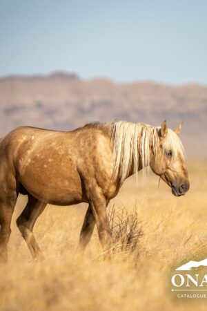 Utah authorities offering $30k reward for information on shooting death of wild horse