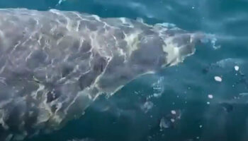 Méditerranée : un grand requin blanc, espèce en «danger critique d’extinction», aperçu près de l’île de Porquerolles