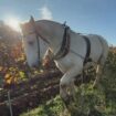 Saint-Émilion : des chevaux remplacent les tracteurs dans certains domaines du Bordelais