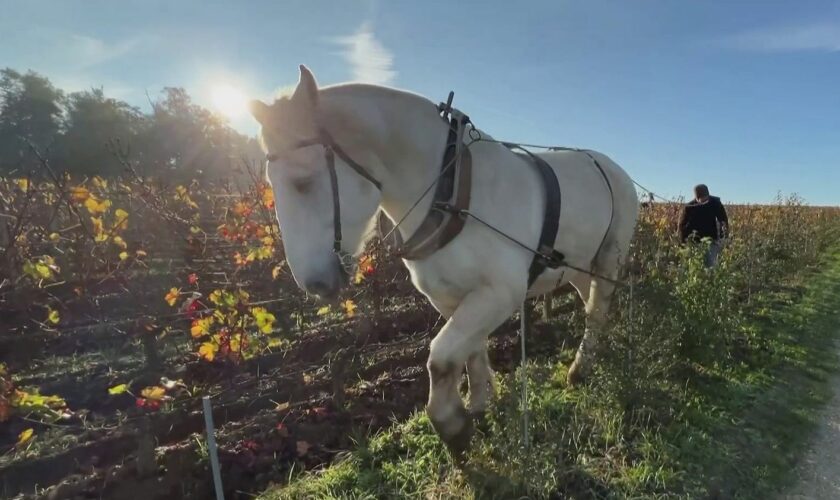 Saint-Émilion : des chevaux remplacent les tracteurs dans certains domaines du Bordelais