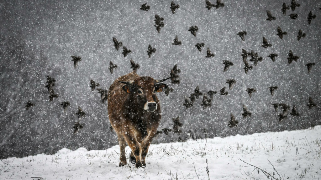 Neige, froid et vent : la France entre dans son premier épisode hivernal de la saison