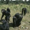 Une étude suisse sur les chimpanzés prouve que les migrations enrichissent leur comportement