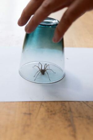 Cette épice éloigne les araignées de votre maison pour de bon, vous l'avez certainement déjà chez vous