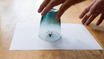 Cette épice éloigne les araignées de votre maison pour de bon, vous l'avez certainement déjà chez vous