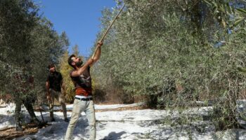 Au Liban sud, la récolte des olives à l’épreuve des bombardements israéliens