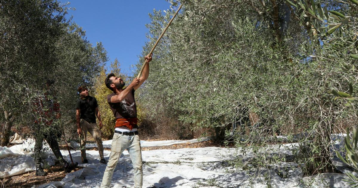 Au Liban sud, la récolte des olives à l’épreuve des bombardements israéliens