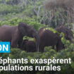 Gabon : les éléphants de forêt exaspèrent les populations rurales