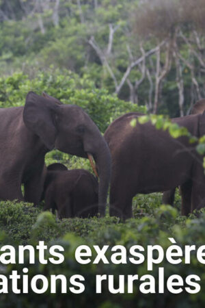 Gabon : les éléphants de forêt exaspèrent les populations rurales