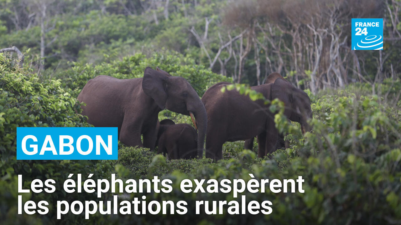 Gabon : les éléphants de forêt exaspèrent les populations rurales