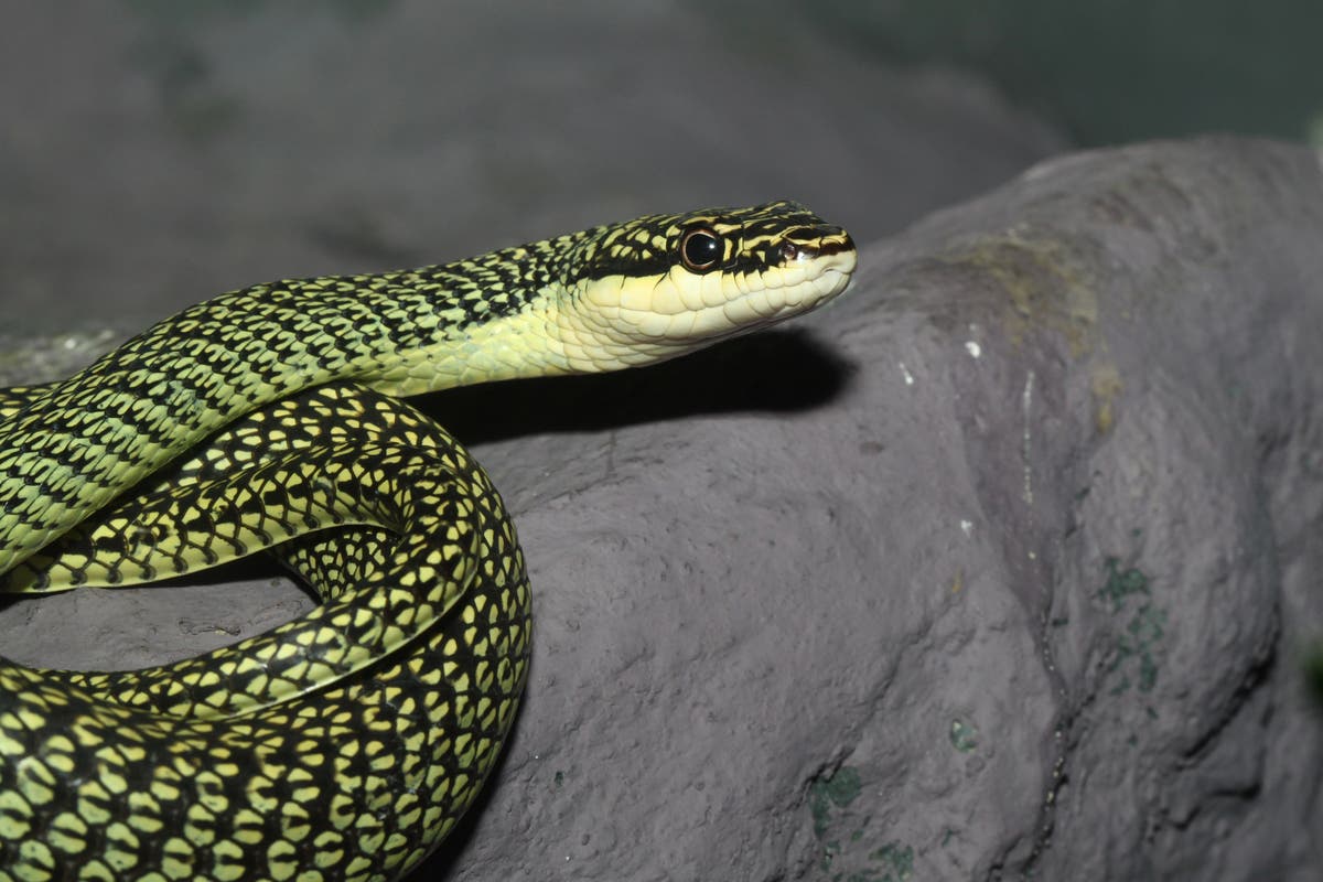 Australian Disney star Andre Rerekura removes snake from plane – and earns a free drink for his troubles