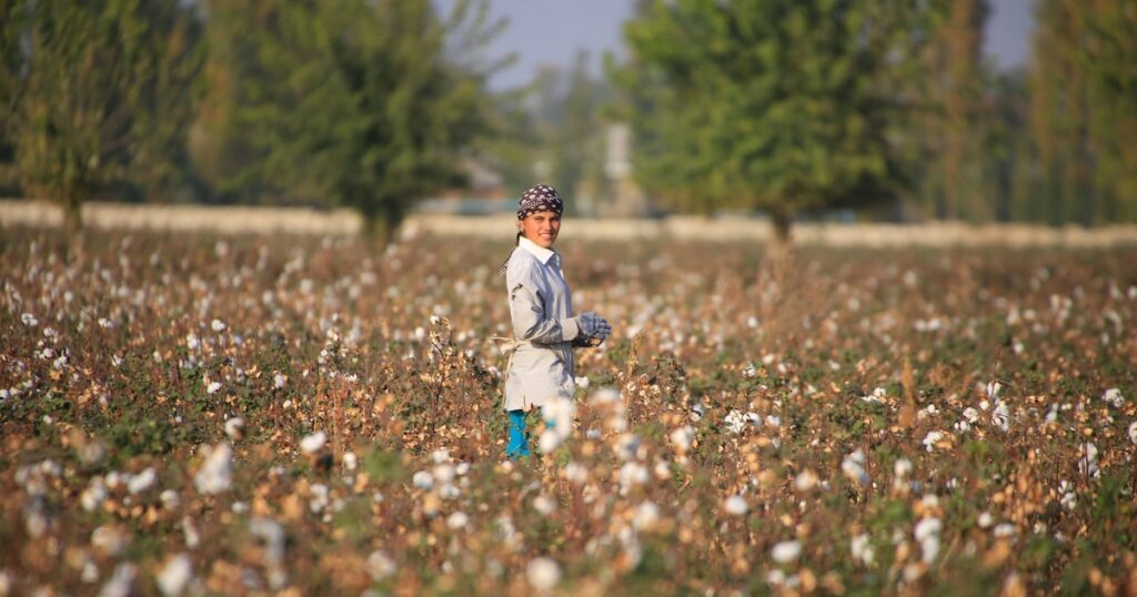 Dans un champ de coton à proximité de Tachkent, en Ouzbekistan, le 24 octobre 2019