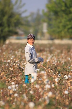 Dans un champ de coton à proximité de Tachkent, en Ouzbekistan, le 24 octobre 2019