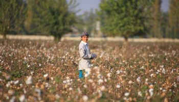 Dans un champ de coton à proximité de Tachkent, en Ouzbekistan, le 24 octobre 2019