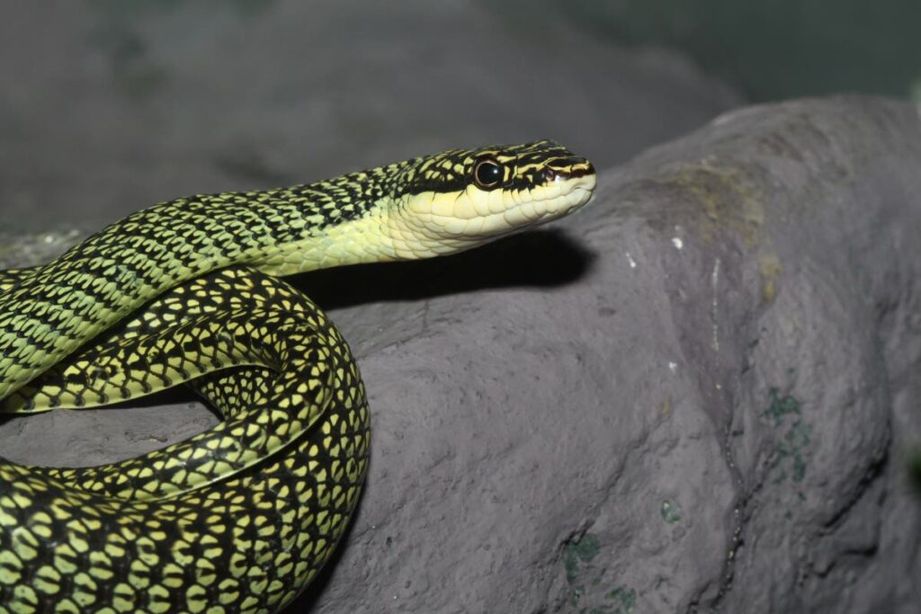 Australian Disney star removes snake from plane – and earns a free drink for his troubles