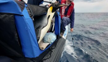 Gus, le manchot empereur retrouvé sur une plage d’Australie à 3 000 km de chez lui, a été soigné et relâché