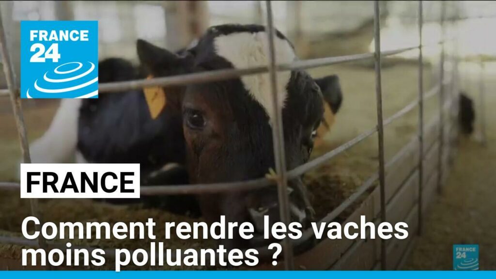 France : Comment réduire les émissions de méthane des vaches ?