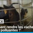 France : Comment réduire les émissions de méthane des vaches ?