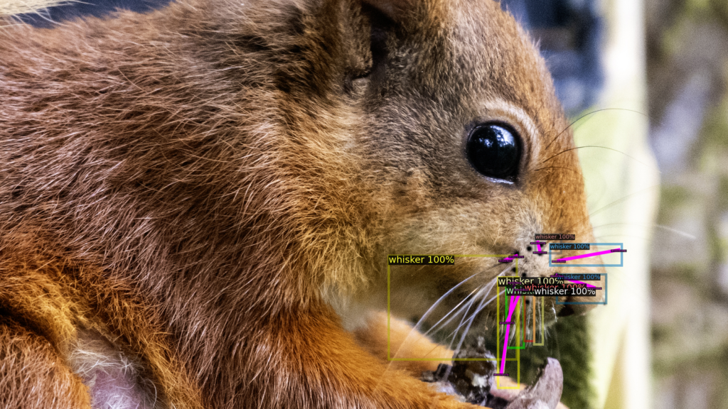 Squirrel's whiskers can act as individual "fingerprints", according to Ms Mcclenaghan. Pic: Genysys Engine