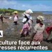 Kenya : l'algoculture pour vivre de la mer, face aux sécheresses récurrentes