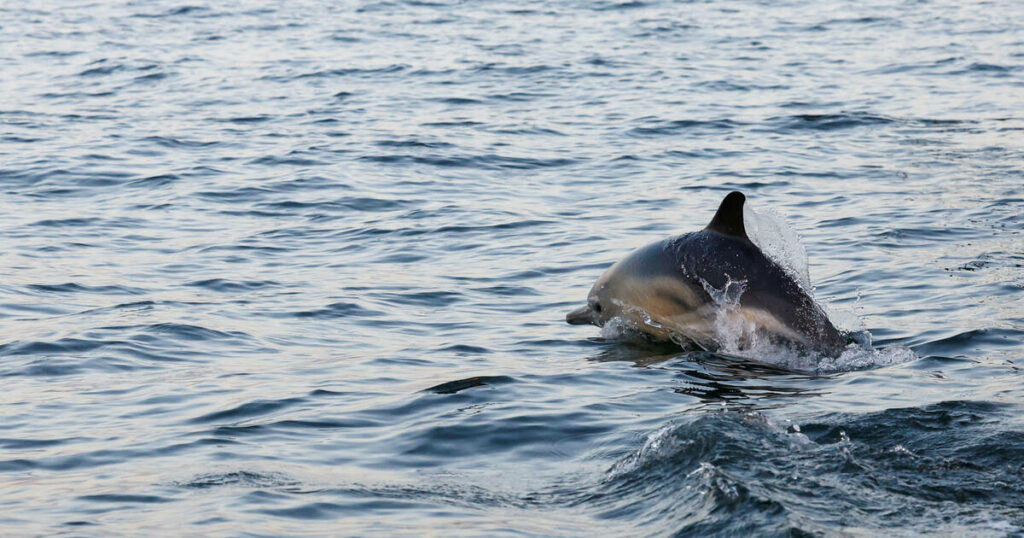 Le mois sans pêche dans le golfe de Gascogne protège «incontestablement» les dauphins