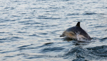 Le mois sans pêche dans le golfe de Gascogne protège «incontestablement» les dauphins