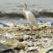 Environnement : un "plastique supramoléculaire" enfin biodégradable capable de fondre dans la mer