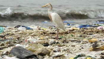 Environnement : un "plastique supramoléculaire" enfin biodégradable capable de fondre dans la mer