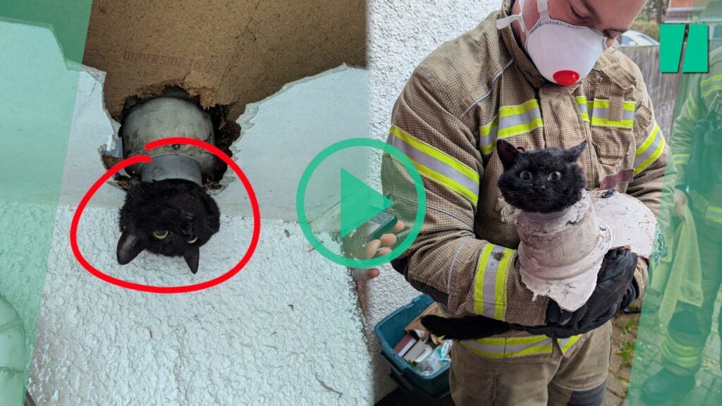 En Angleterre, cette chatte coincée dans un tuyau d’évacuation a été sauvée par les pompiers