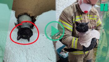 En Angleterre, cette chatte coincée dans un tuyau d’évacuation a été sauvée par les pompiers