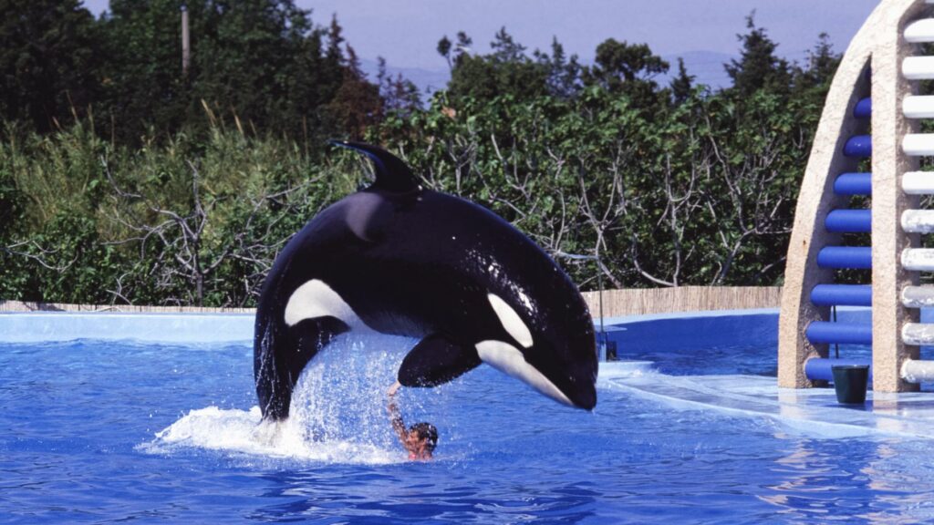 Orques de Marineland : Agnès Pannier-Runacher justifie son refus d’envoyer les mammifères au Japon