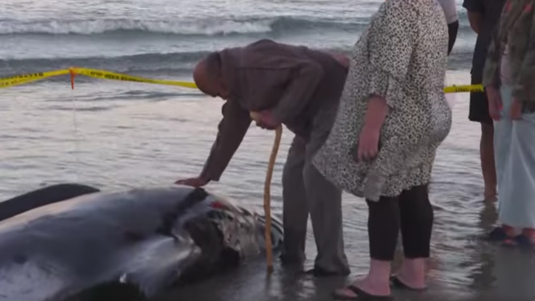 Nouvelle-Zélande : des dauphins pilotes échoués sauvés miraculeusement grâce à des centaines d’habitants