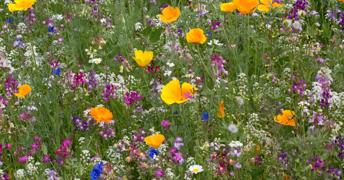 Les fleurs sauvages semées dans les villes, une bonne chose pour la biodiversité