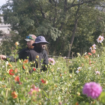 Fleurs coupées : réparer la terre, réparer les humains