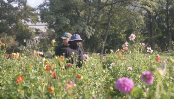 Fleurs coupées : réparer la terre, réparer les humains