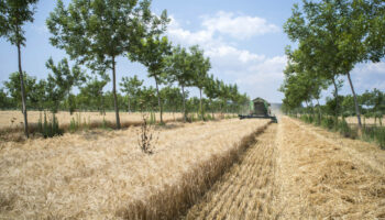 «L’idée de l’agroforesterie, c’est de sortir l’arbre de la forêt»