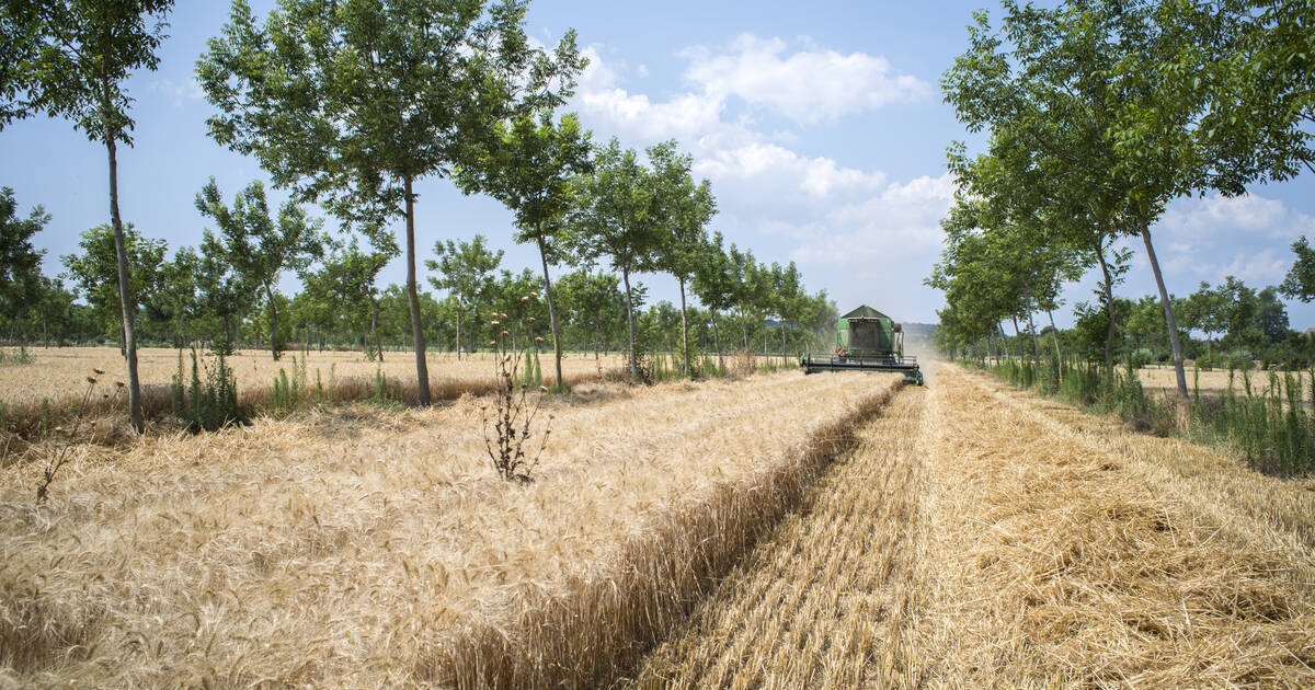 «L’idée de l’agroforesterie, c’est de sortir l’arbre de la forêt»