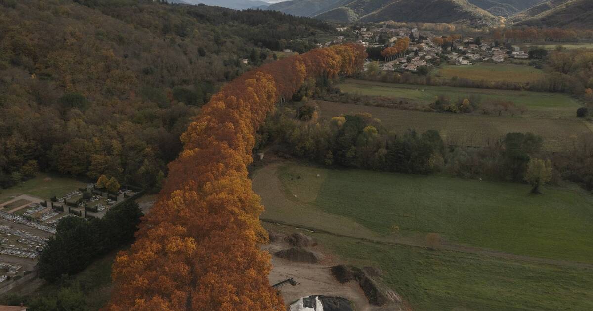 «Il faut retisser notre lien à la forêt»