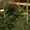 Les sapins de Noël déjà en vente : quelles variétés sélectionner ?