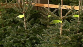 Les sapins de Noël déjà en vente : quelles variétés sélectionner ?